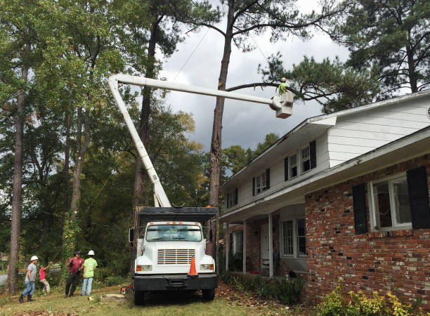 Best Leaf Removal  in USA